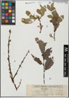 Foto von Salix glabra Scop.